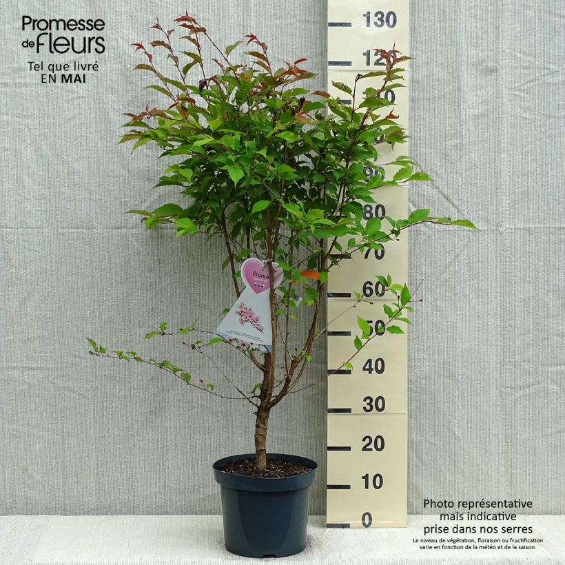 Prunus nipponica var. kurilensis Ruby Maceta 7,5L/10LAltura de entrega aprox. 60/80cm Ejemplar entregado en la primavera