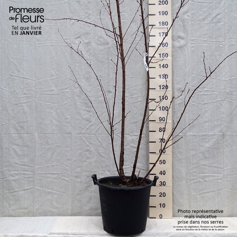 Prunus yedoensis - Cerezo Yoshino Maceta 50L/55L Ejemplar entregado en invierno