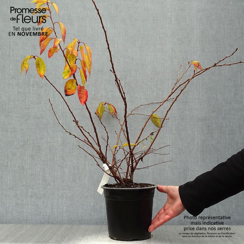 Ejemplar de Cerezo de flor Autumnalis Rosea Maceta 4L/5L entregado en otoño