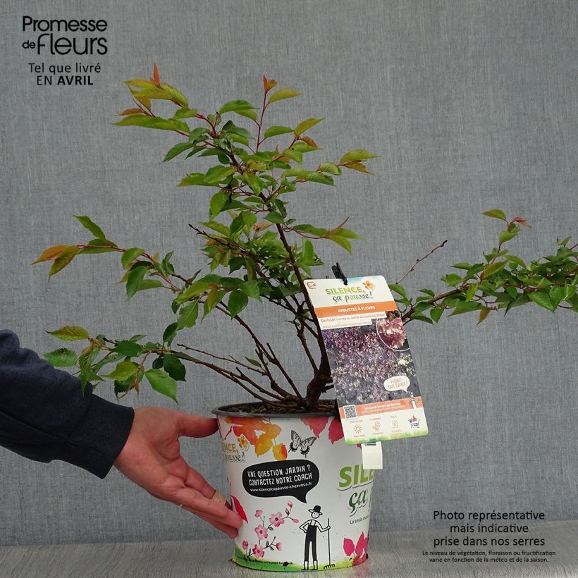 Cerezo de flor Autumnalis Rosea Maceta 4L/5LAltura de entrega aprox. 60/80cm Ejemplar entregado en la primavera
