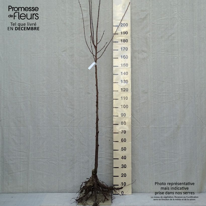 Prunus sargentii - Cerezo japonés Raíces desnudasAltura de entrega aprox. 300+cm Ejemplar entregado en invierno