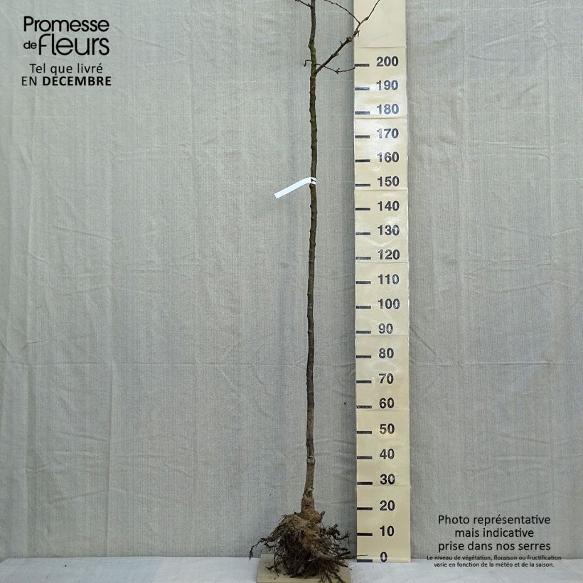 Cerezo de flor Accolade Raíces desnudasAltura de entrega aprox. 300+cm Ejemplar entregado en invierno