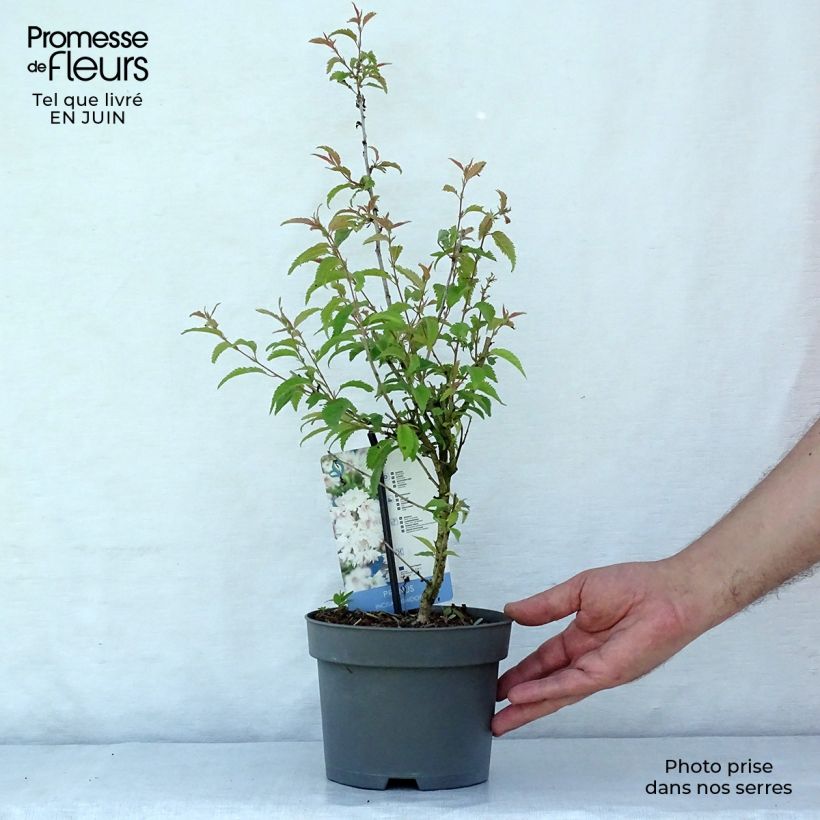 Ejemplar de Cerezo enano Japonés Oshidori - Prunus incisa Maceta 2L/3L entregado en verano