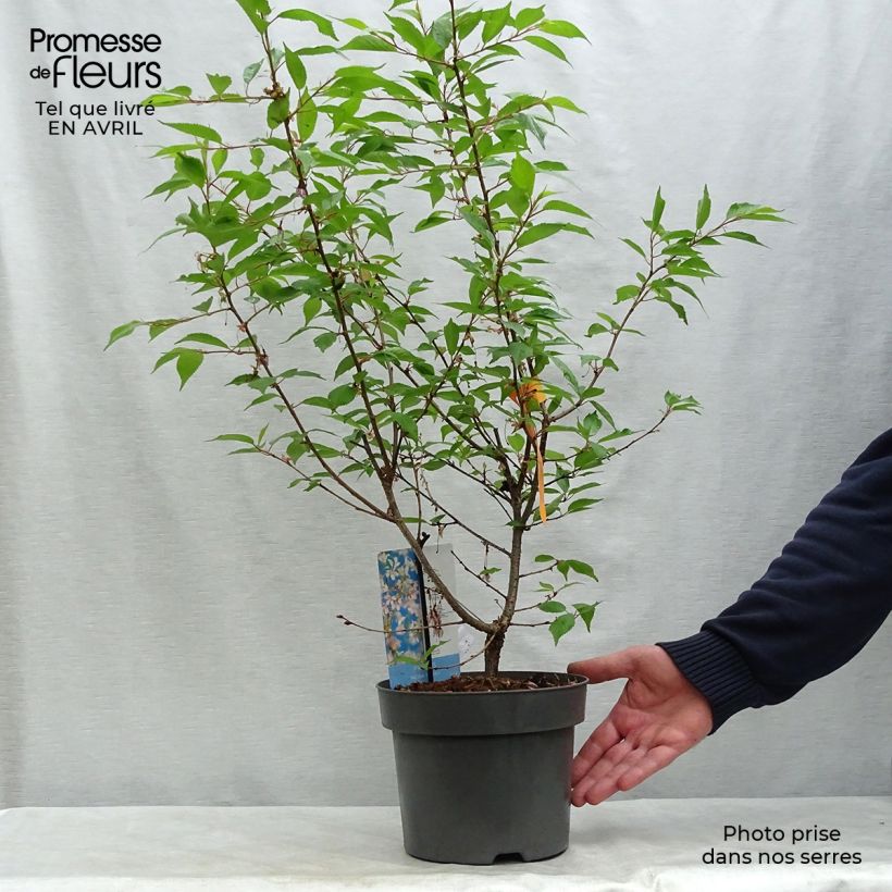 Cerezo enano Japonés Paean - Prunus incisa Maceta 2L/3LAltura de entrega aprox. 40/50cm Ejemplar entregado en la primavera