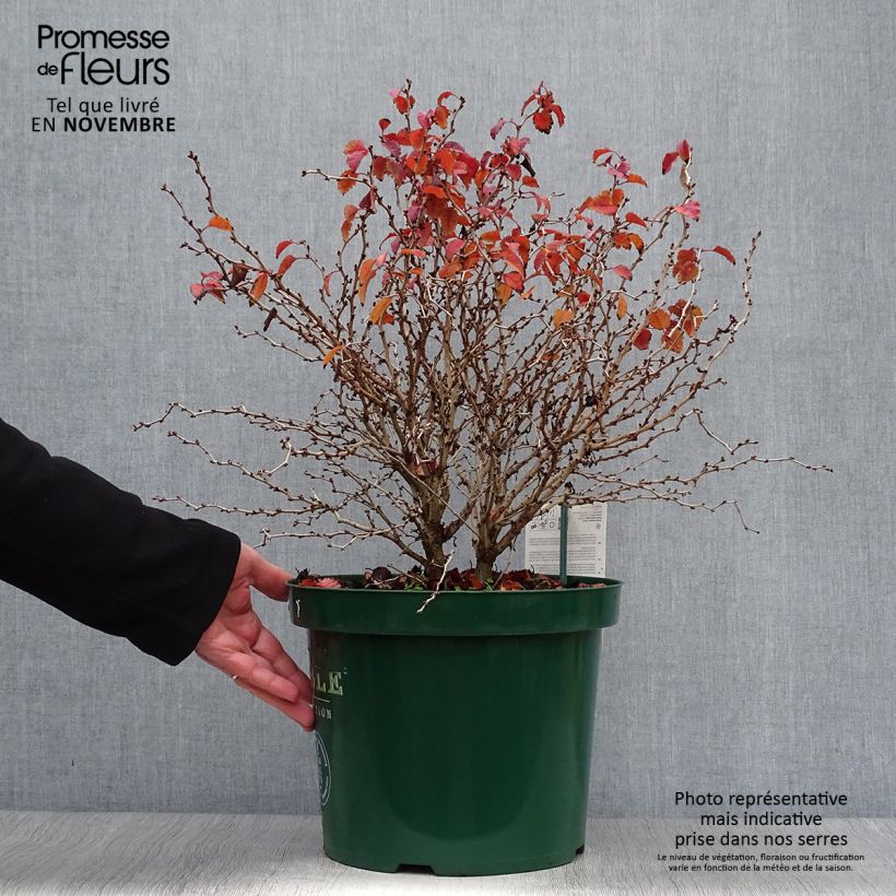 Ejemplar de Cerezo enano Japonés Kojo no mai - Prunus incisa Maceta 7,5L/10L entregado en otoño