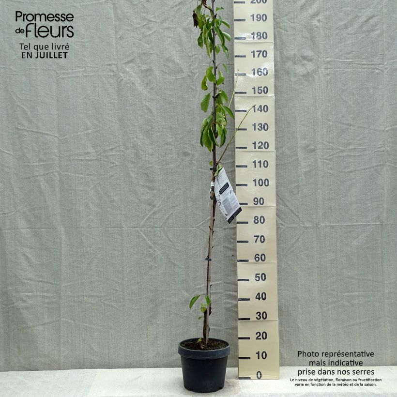 Ejemplar de Guinda Shangai Maceta 6L/7L, Columnar entregado en verano