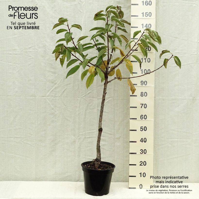 Ejemplar de Cerezo columnar Sylvia Maceta 7,5L/10L, Copa entregado en otoño