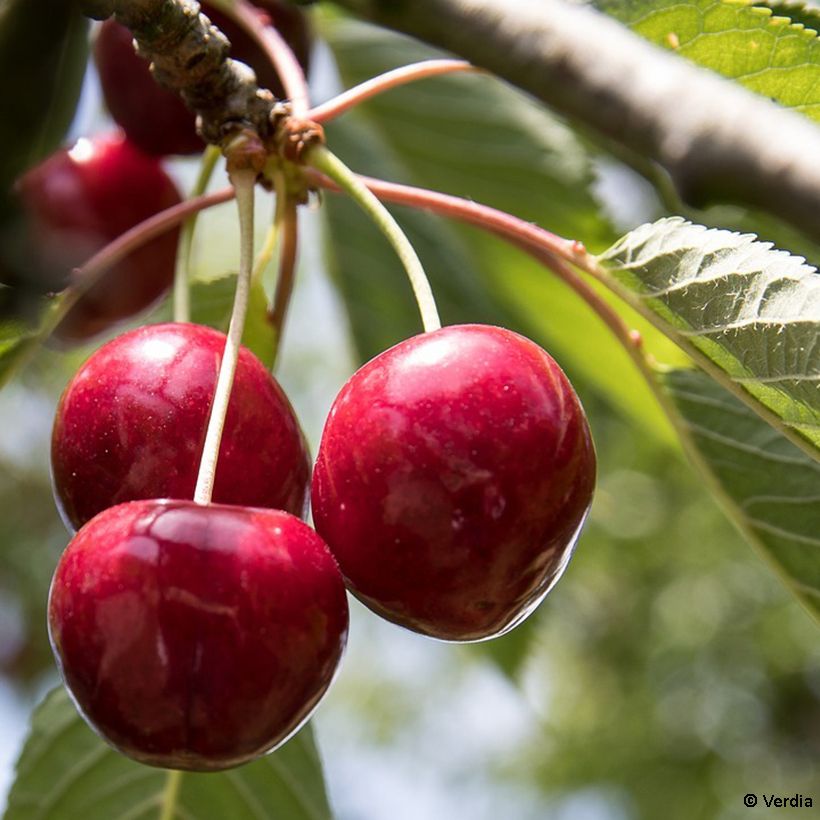 Guinda enana Fruitality Cherry Baby (Cosecha)