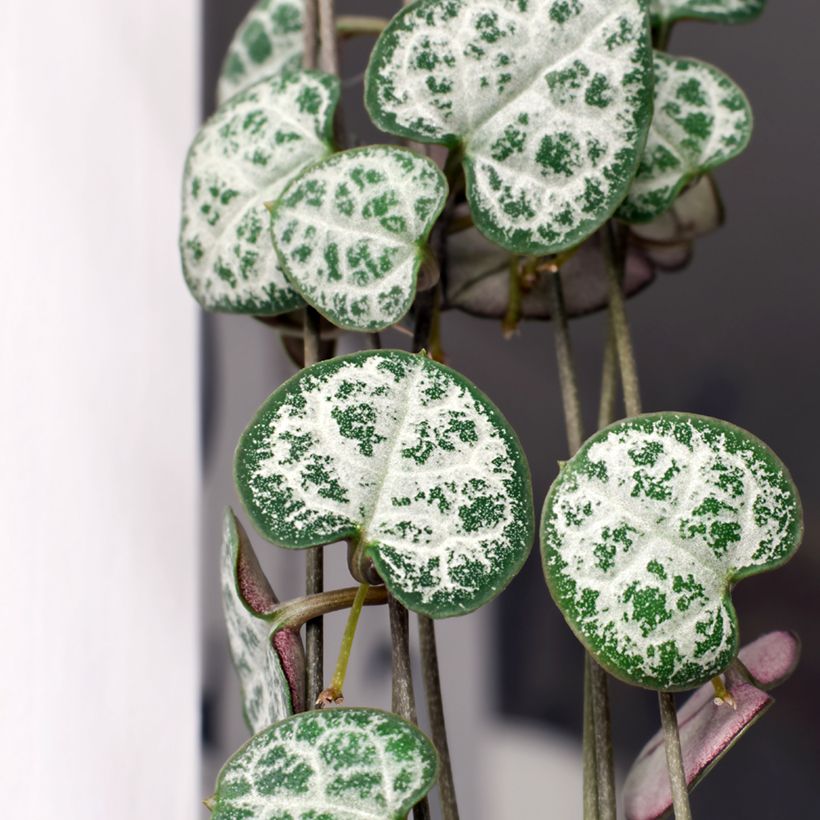Ceropegia woodii - Collar de corazones (Follaje)
