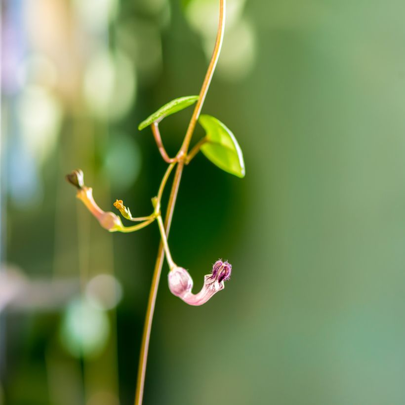 Ceropegia woodii - Collar de corazones (Floración)