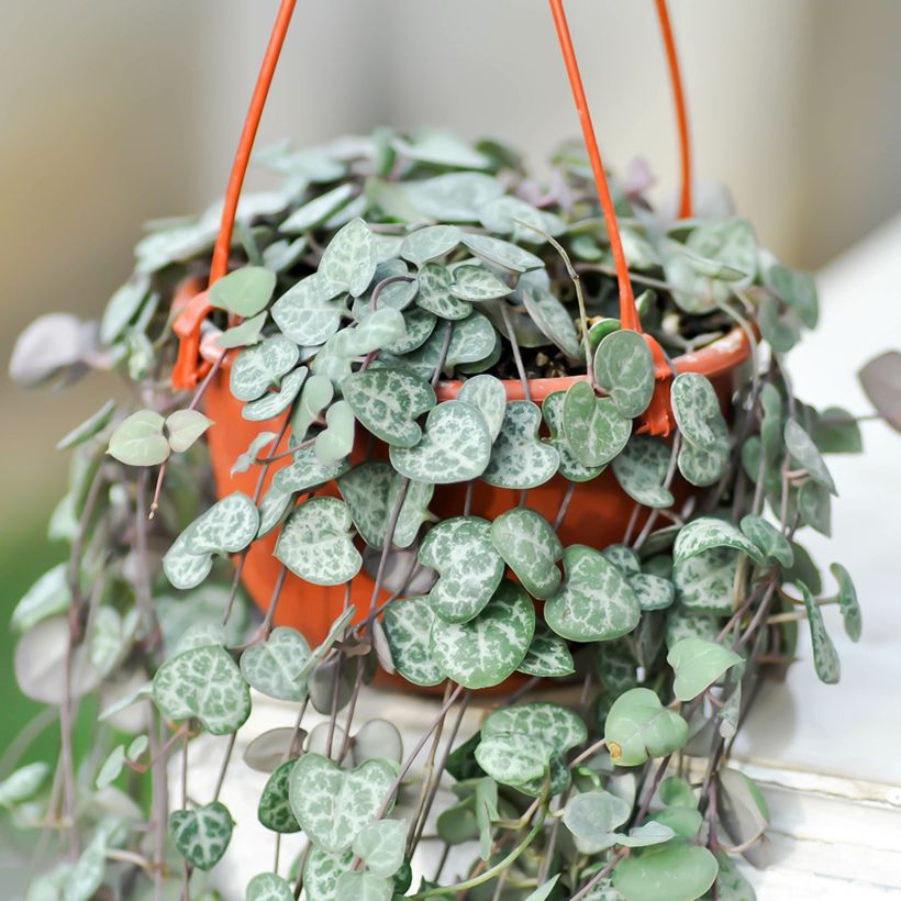 Ceropegia woodii - Collar de corazones (Porte)