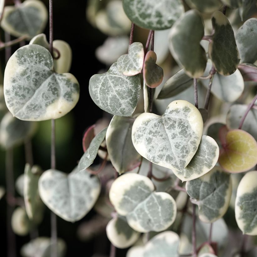 Ceropegia woodii Variegata - Collar de corazones (Follaje)