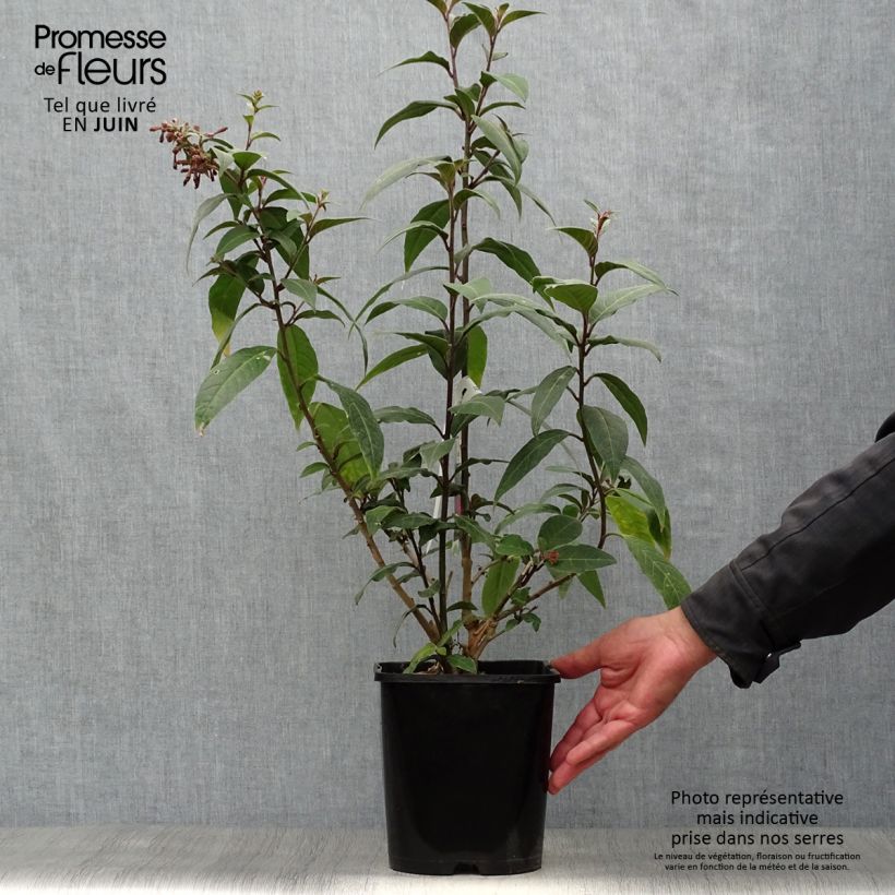 Ejemplar de Cestrum elegans Rubrum Maceta 4L/5L entregado en verano