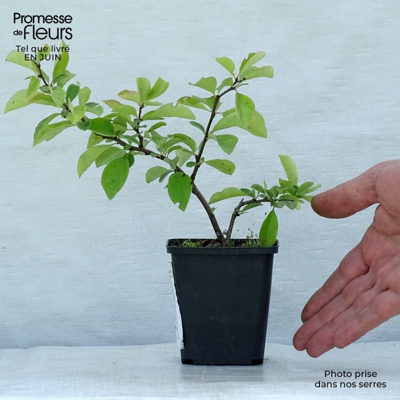 Ejemplar de Membrillero del Japón Nicoline - Chaenomeles superba Maceta de 8/9 cmAltura de entrega aprox. 10/15cm entregado en verano