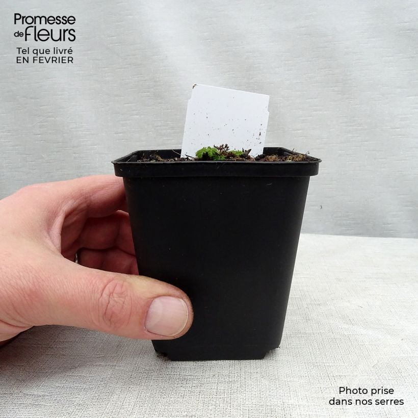 Chaerophyllum hirsutum Roseum - Cerfeuil hirsute Godet de 9cm Ejemplar entregado en invierno