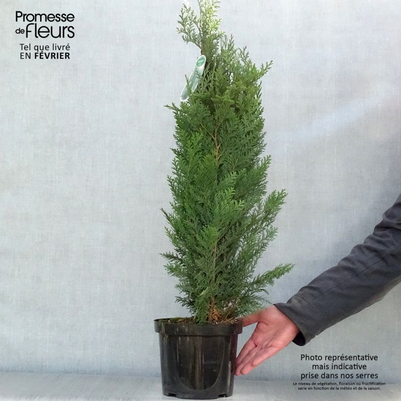 Chamaecyparis lawsoniana Columnaris Maceta 4L/5L Ejemplar entregado en invierno