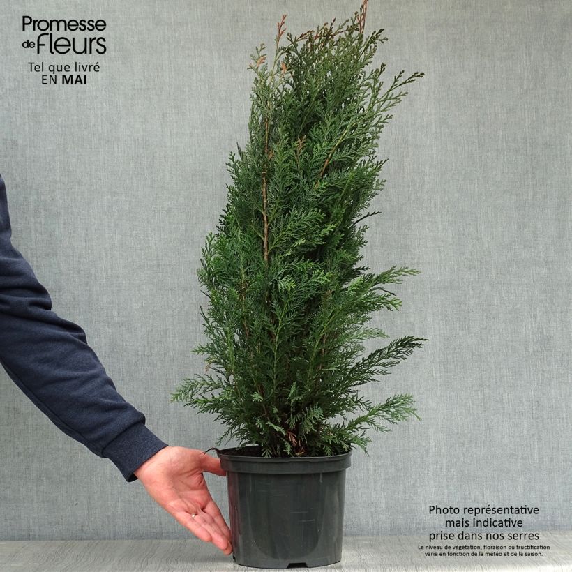 Chamaecyparis lawsoniana Columnaris - Cyprès de Lawson Pot de 4L/5L Ejemplar entregado en la primavera