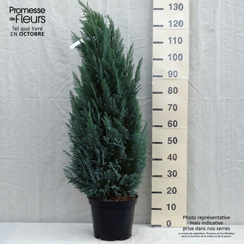 Ejemplar de Chamaecyparis lawsoniana Elwoodii Maceta 7,5L/10L entregado en otoño