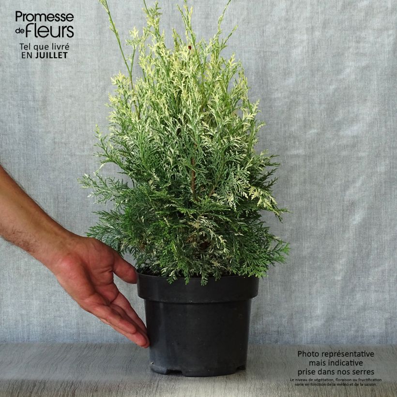 Ejemplar de Chamaecyparis lawsoniana Pearly Swirls - Cyprès de Lawson en pot de 2L/3L entregado en verano