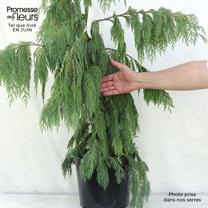 Ejemplar de Chamaecyparis nootkatensis Pendula - Ciprés de Nootka Maceta 7,5L/10LAltura de entrega aprox. 80/90cm entregado en verano