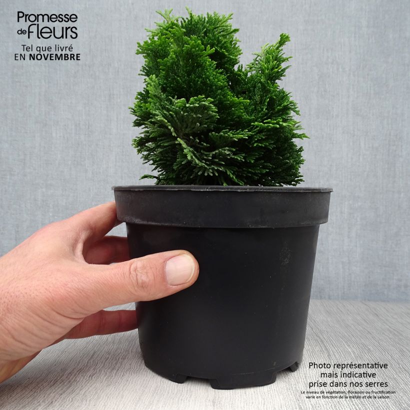 Ejemplar de Chamaecyparis obtusa Aurora - Ciprés hinoki Maceta 2L/3L entregado en otoño