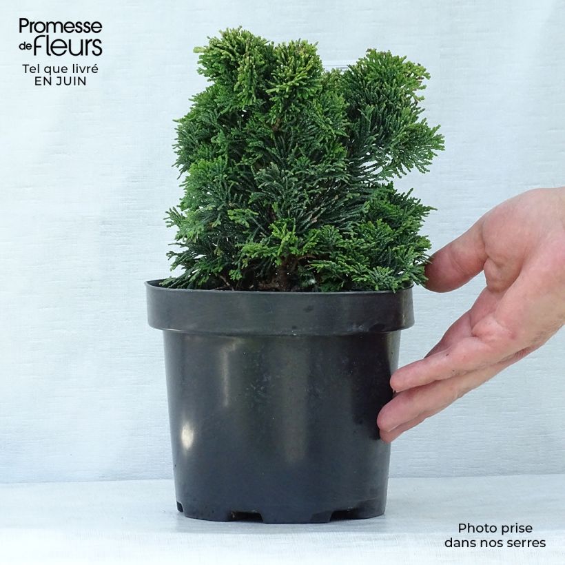 Ejemplar de Chamaecyparis obtusa Nana Gracilis - Ciprés hinoki Maceta 2L/3LAltura de entrega aprox. 15/20cm entregado en verano