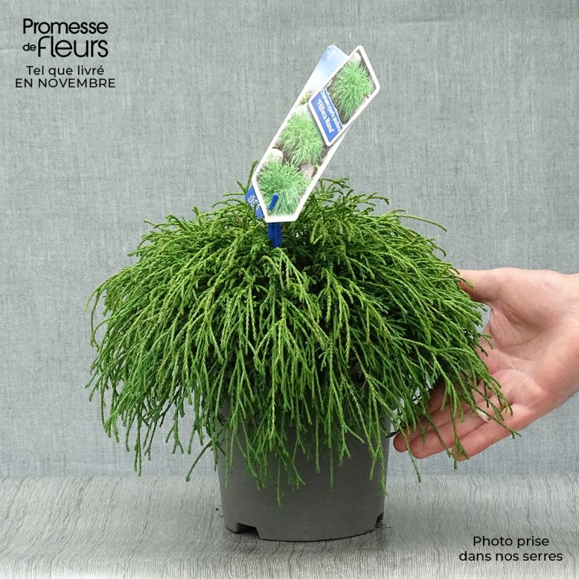 Ejemplar de Chamaecyparis pisifera Filifera Nana - Falso ciprés sawara Maceta 2L/3L entregado en otoño