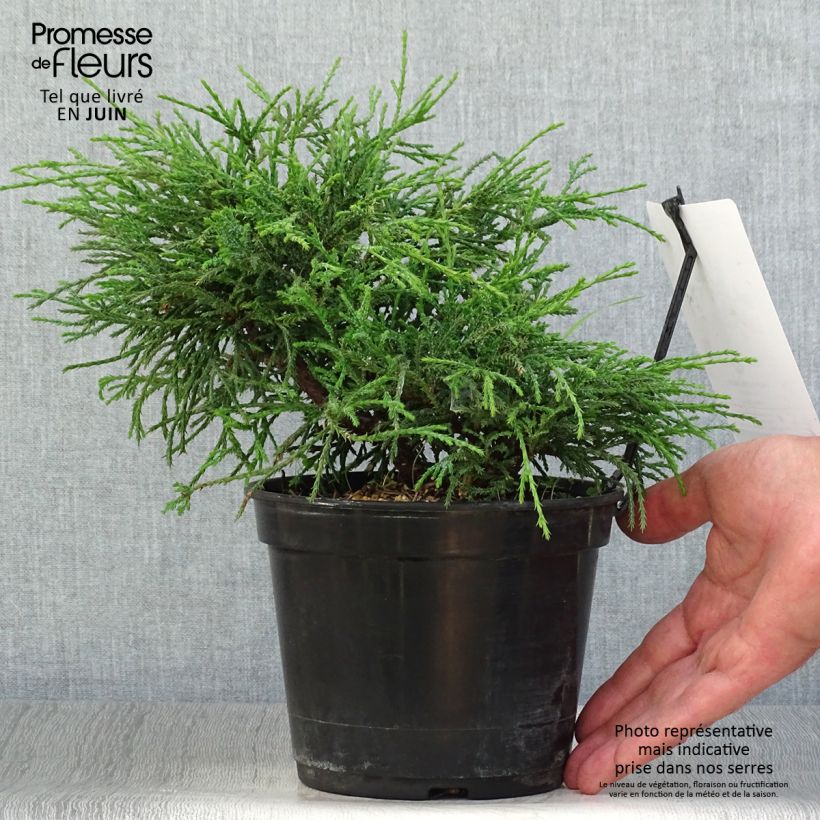 Ejemplar de Chamaecyparis pisifera Filifera Nana - Falso ciprés sawara Maceta 2L/3LAltura de entrega aprox. 20cm entregado en verano