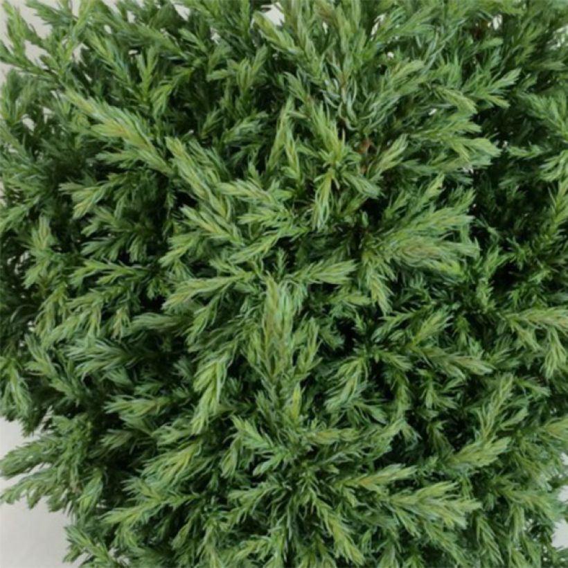 Chamaecyparis pisifera Lieve - Falso ciprés sawara (Follaje)