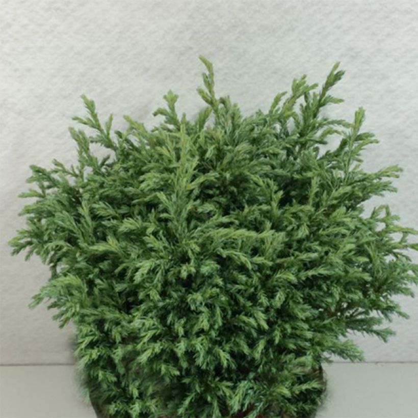 Chamaecyparis pisifera Lieve - Falso ciprés sawara (Porte)