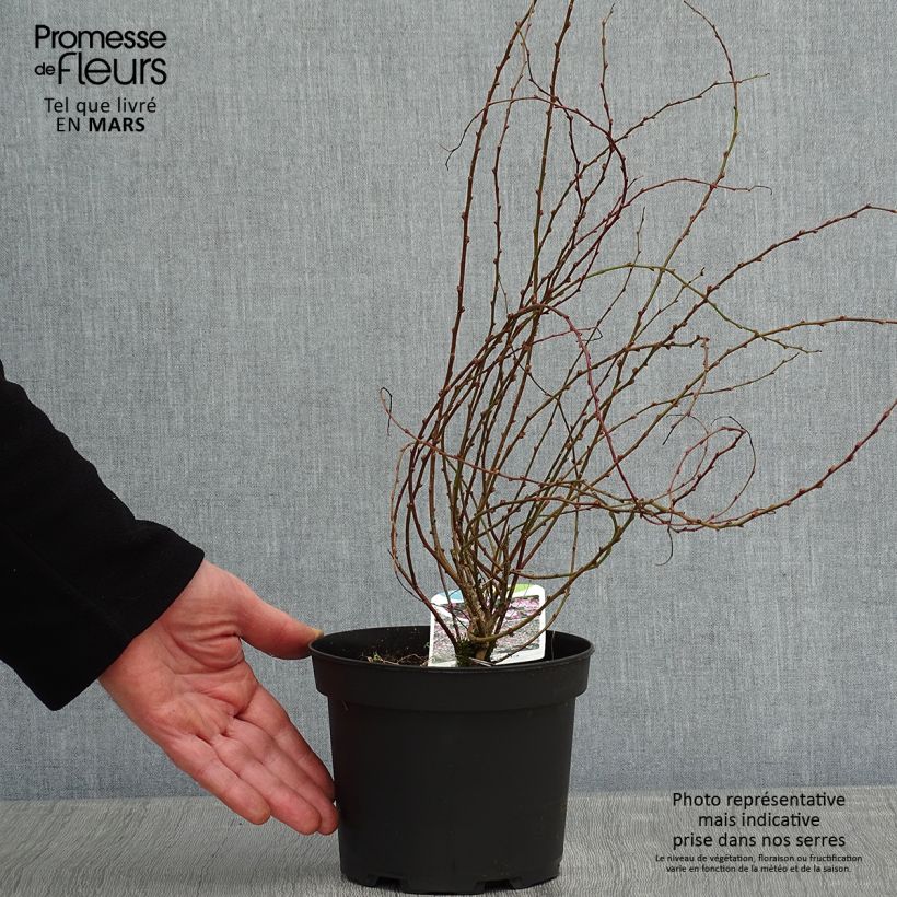 Chamaecytisus purpureus Maceta 3L/4L Ejemplar entregado en invierno