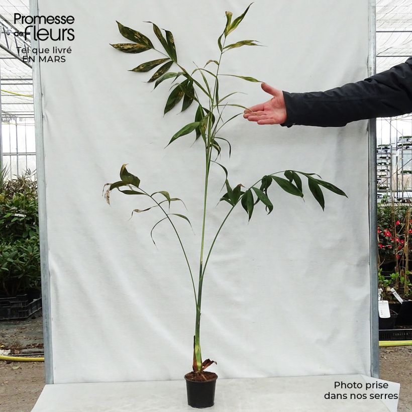 Chamaedorea klotzschiana - Tepejilote ancho Maceta de 12 cm / 13 cmAltura de entrega aprox. 20/30cm Ejemplar entregado en la primavera