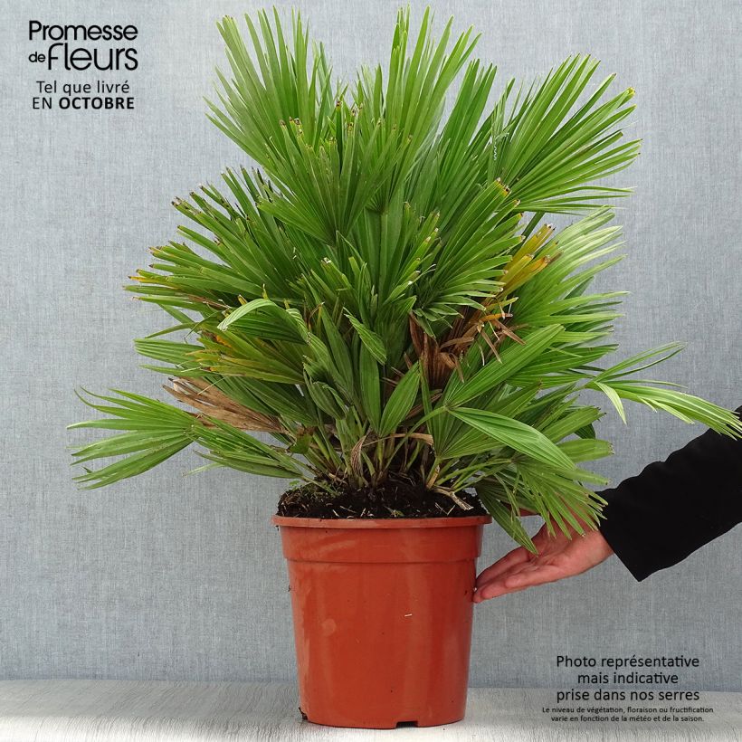 Ejemplar de Chamaerops humilis Compacta - Palmito Maceta 6L/7L entregado en otoño