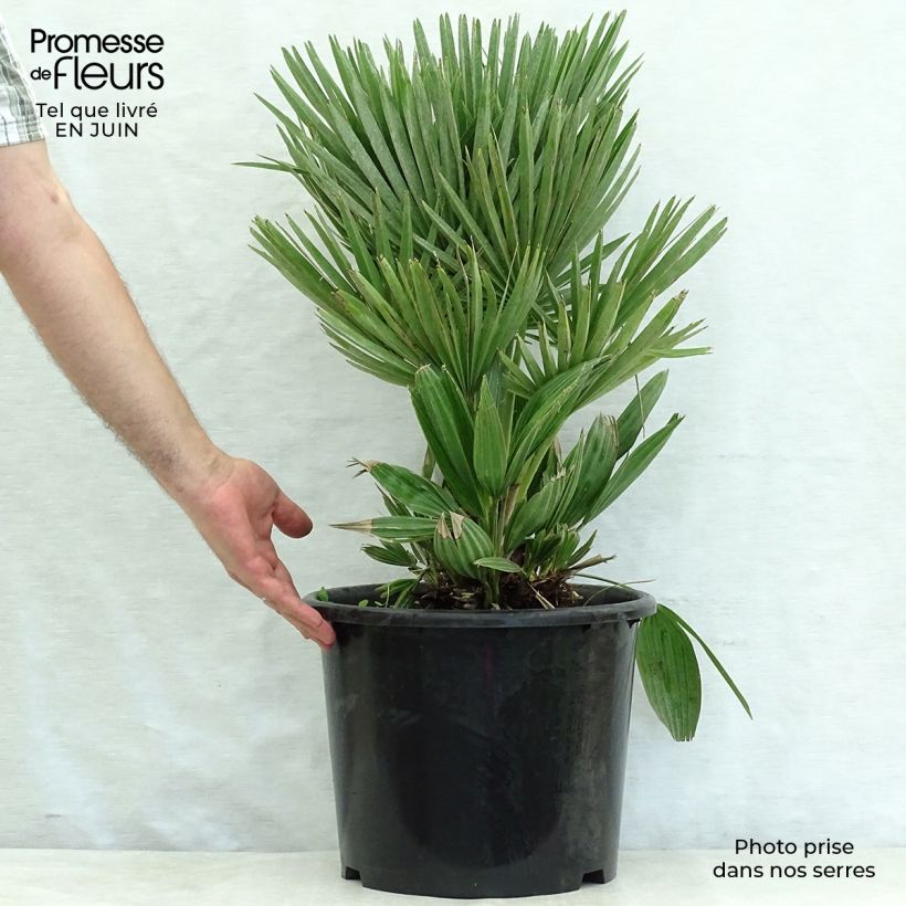 Ejemplar de Chamaerops humilis Compacta - Palmito Maceta 6L/7LAltura de entrega aprox. 40/50cm entregado en verano
