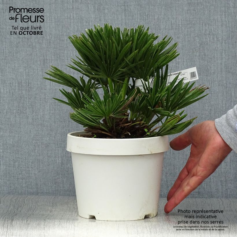 Ejemplar de Chamaerops humilis Compacta - Palmito Maceta 2L/3L entregado en otoño