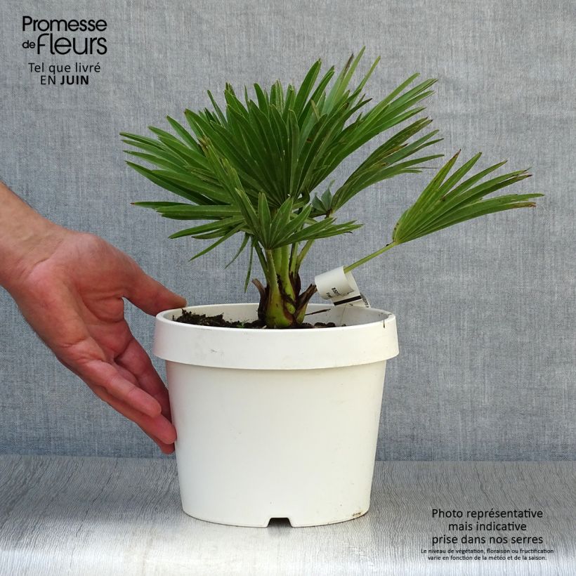 Ejemplar de Chamaerops humilis Compacta - Palmito Maceta 2L/3LAltura de entrega aprox. 20cm entregado en verano