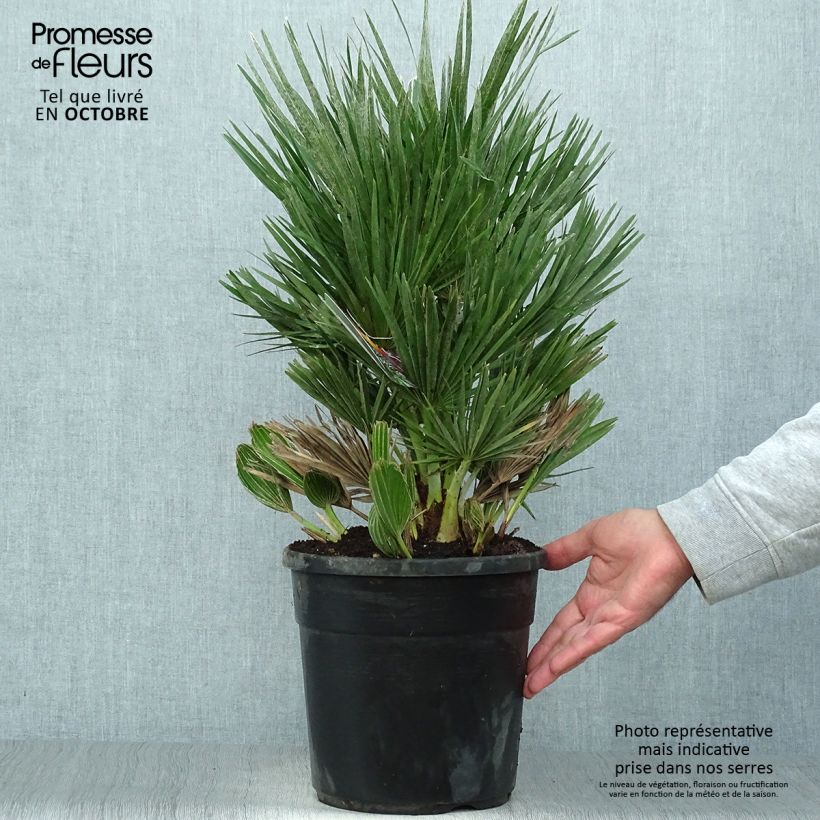 Ejemplar de Chamaerops humilis Compacta - Palmito Maceta 4L/5L entregado en otoño