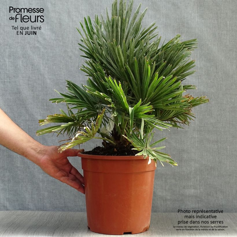 Ejemplar de Chamaerops humilis Compacta - Palmito Maceta 4L/5LAltura de entrega aprox. 30/40cm entregado en verano