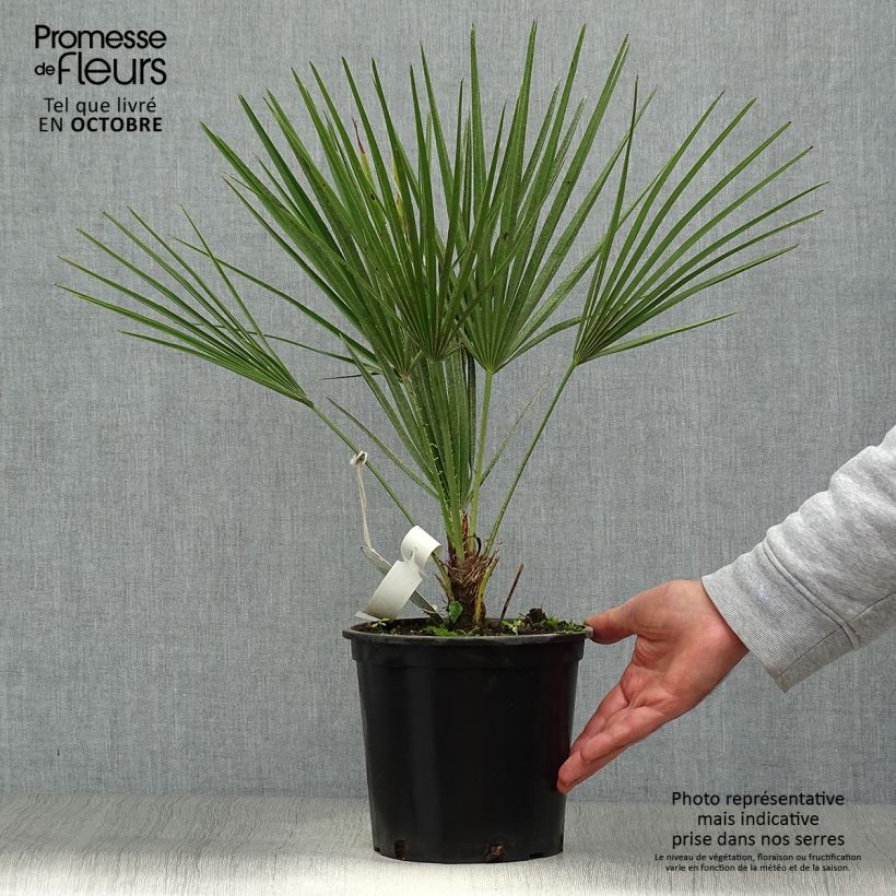 Ejemplar de Chamaerops humilis - Palmito Maceta 2L/3L entregado en otoño