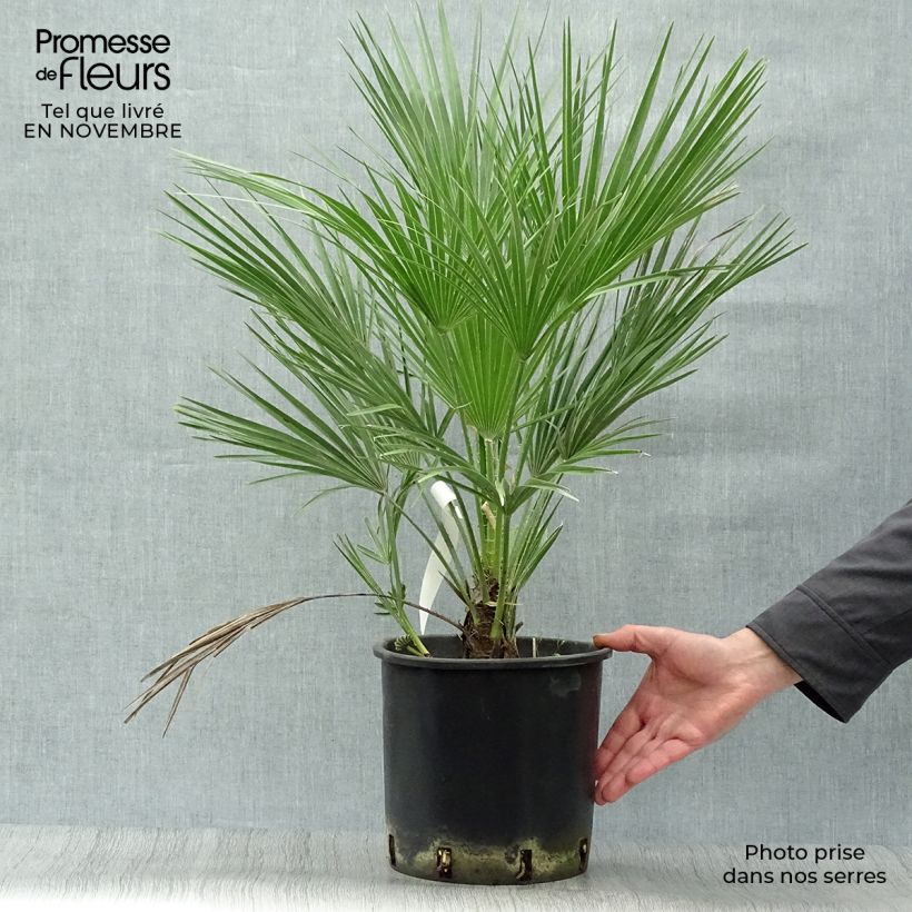 Ejemplar de Chamaerops humilis - Palmito Maceta 6L/7L entregado en otoño