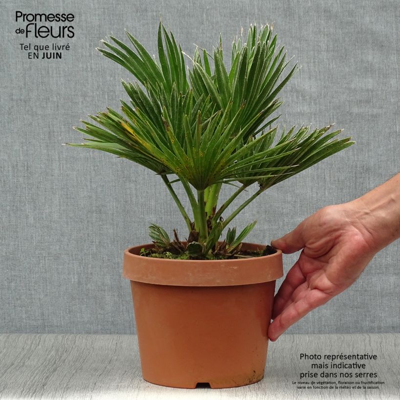 Ejemplar de Chamaerops humilis Vulcano - Palmito Maceta 2L/3L entregado en verano