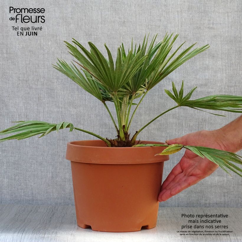 Ejemplar de Chamaerops humilis Vulcano - Palmito Maceta 4L/5L entregado en verano