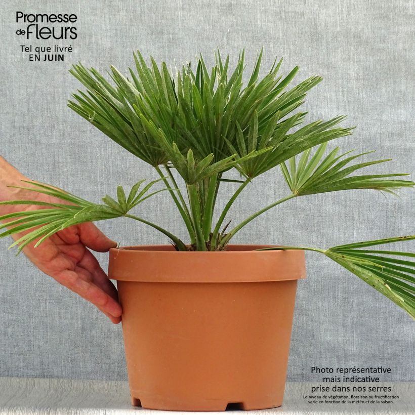 Ejemplar de Chamaerops humilis Vulcano - Palmito Maceta 6L/7L entregado en verano