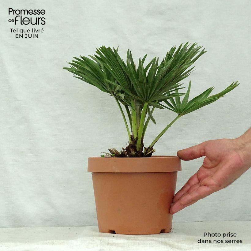 Ejemplar de Chamaerops humilis var. cerifera - Palmito Maceta 3L/4LAltura de entrega aprox. 40cm entregado en verano