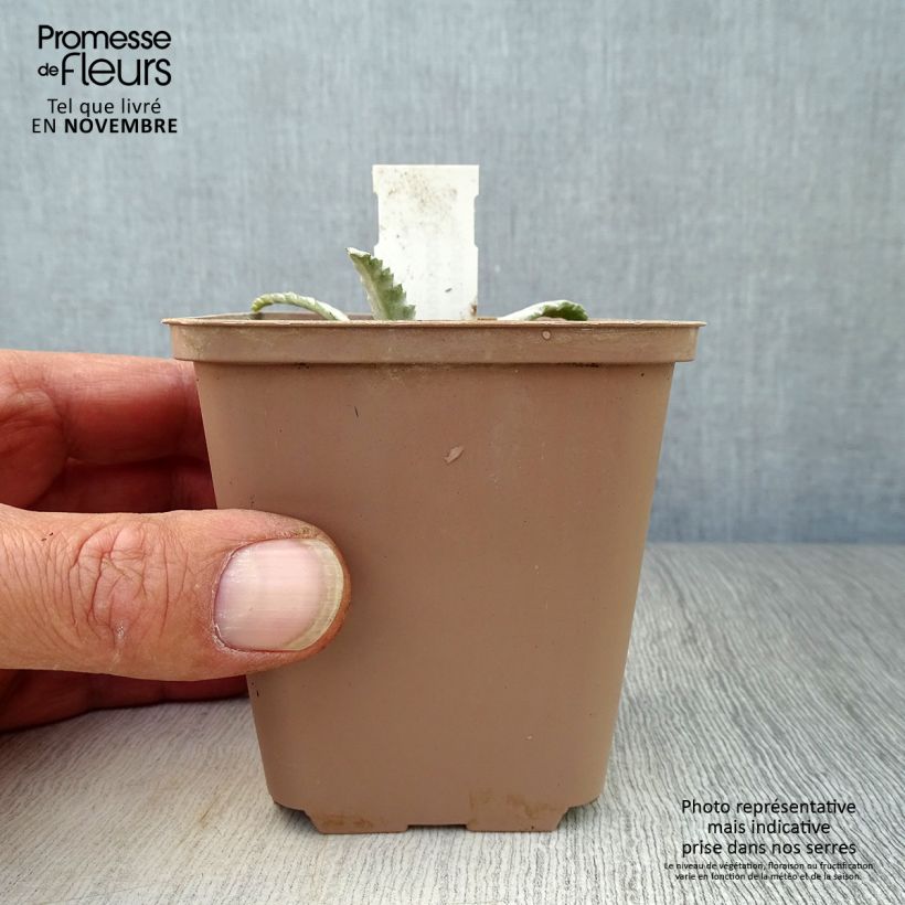 Ejemplar de Onopordum nervosum - Cardo gigante Maceta de 8/9 cm entregado en otoño