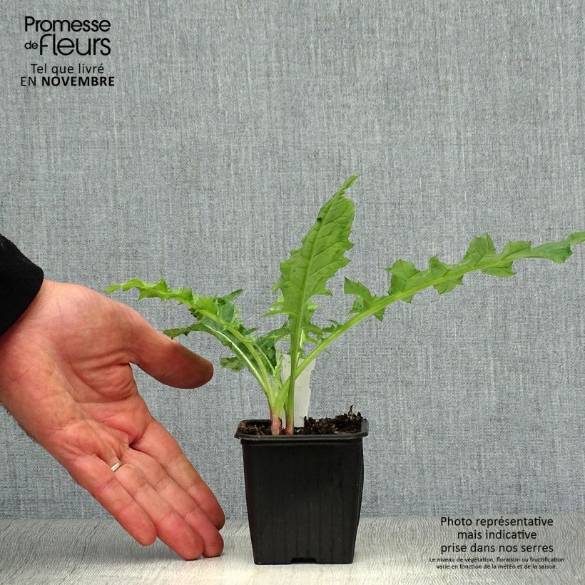 Ejemplar de Echinops bannaticus Star Frost - Cardo globo azul Maceta de 8/9 cm entregado en otoño