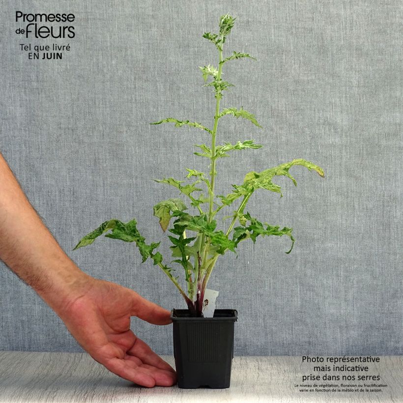Ejemplar de Echinops bannaticus Star Frost - Cardo globo azul Maceta de 8/9 cm entregado en verano