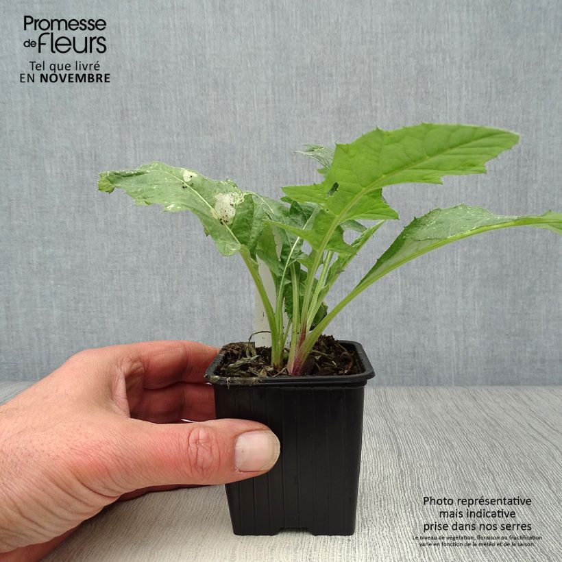 Ejemplar de Echinops ritro - Cardo de erizo Maceta de 7/8 cm entregado en otoño