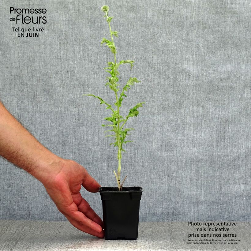 Ejemplar de Echinops ritro - Cardo de erizo Maceta de 7/8 cm entregado en verano