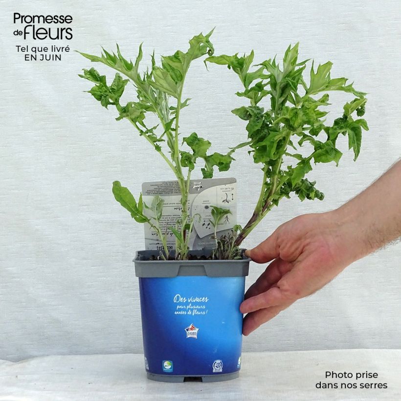 Ejemplar de Echinops ritro - Cardo de erizo Maceta 2L/3L entregado en verano